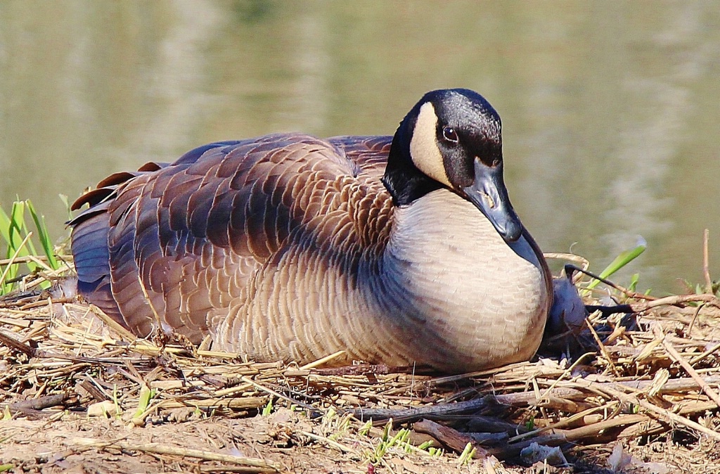 Mama Goose On Nest