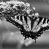 © Julie A. Bennett PhotoID # 15125386: Scolloped Wings