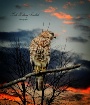 Hawk  In  Tree