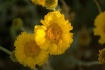 Morning Color