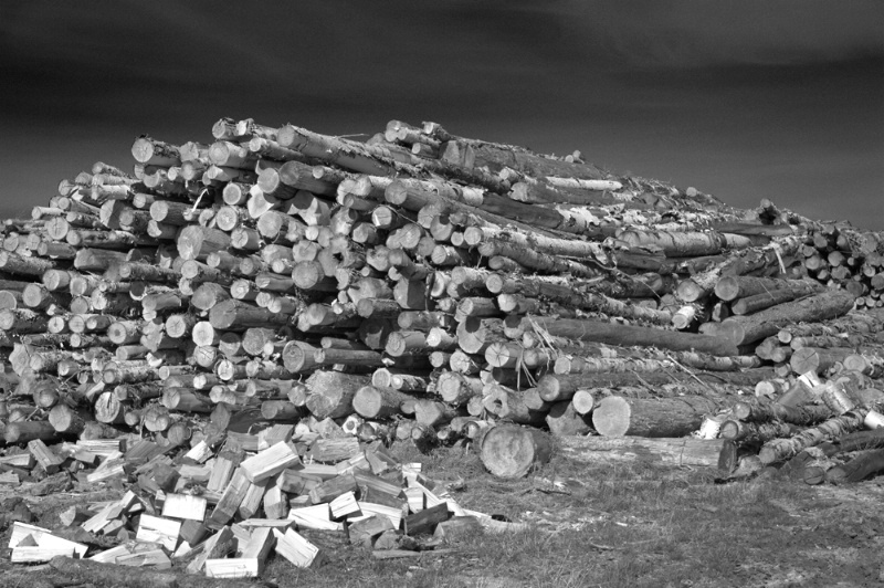 The Woodpile 