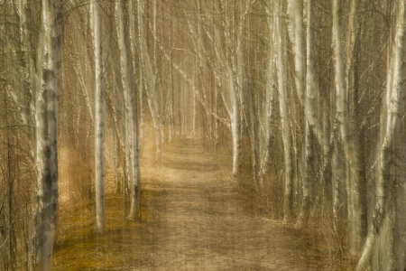 Path Through the Birches
