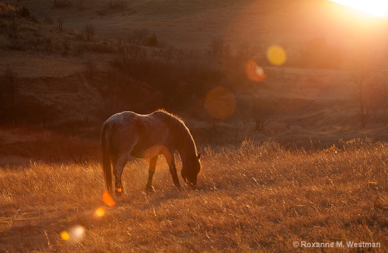 Late evening with the wild horses - ID: 15125841 © Roxanne M. Westman