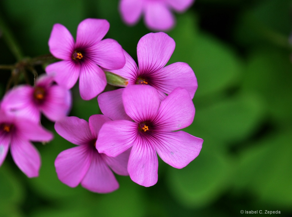 clover flowers