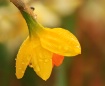 Spring Daffodil 