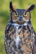 Look into my Eyes