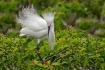 Display of Finery...