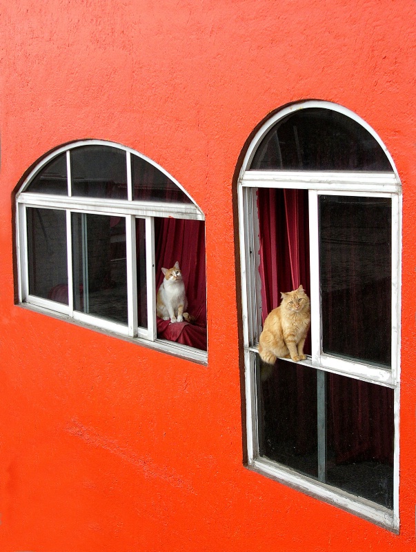 Orange wall with cats