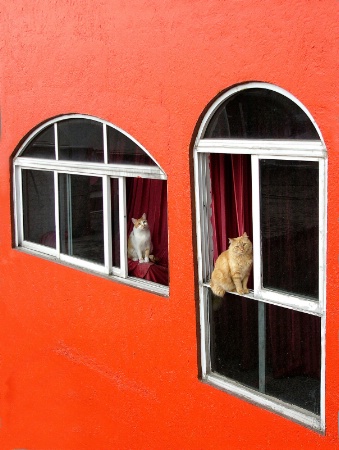 Orange wall with cats