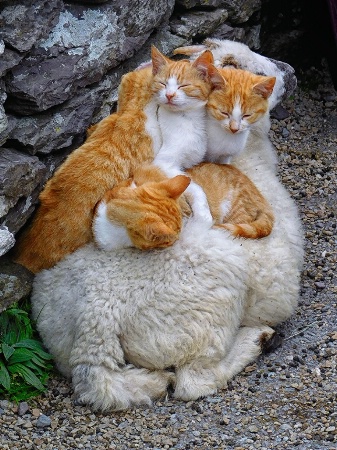 Sheepskin Bed