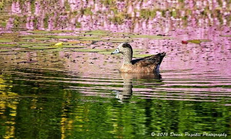 Floating Among the Lily Pads