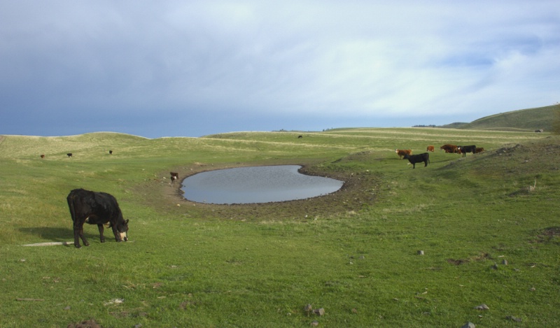 Open Range Cattle 