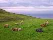Grazin' and L...
