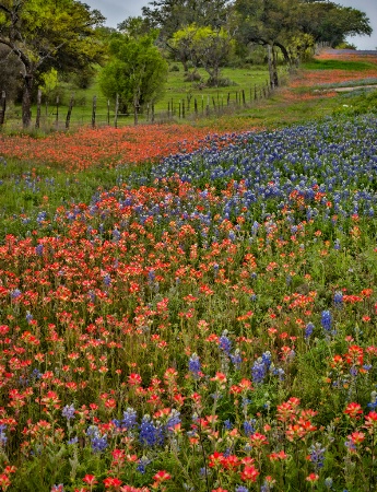 Spring in Texas Hill Country