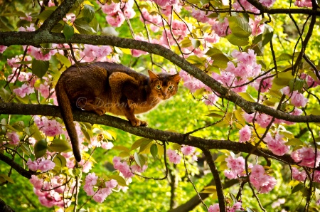 ~ ~ 桜の猫 ~ ~
