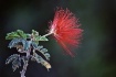 Baja Fairy Duster