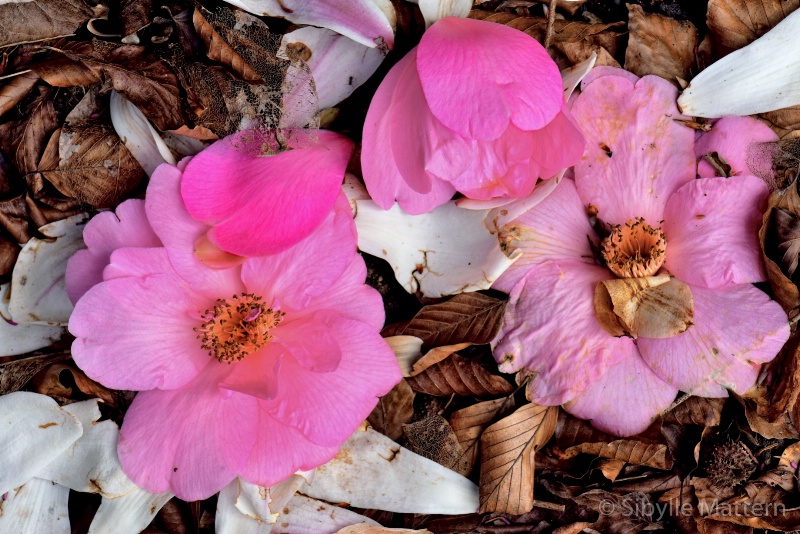 Still-Life : two camellia flowers  - ID: 15127429 © Sibylle G. Mattern