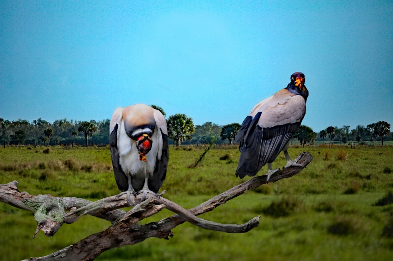 King Vultures