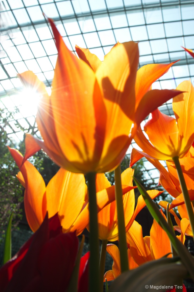 Sunburst Orange Tulip 