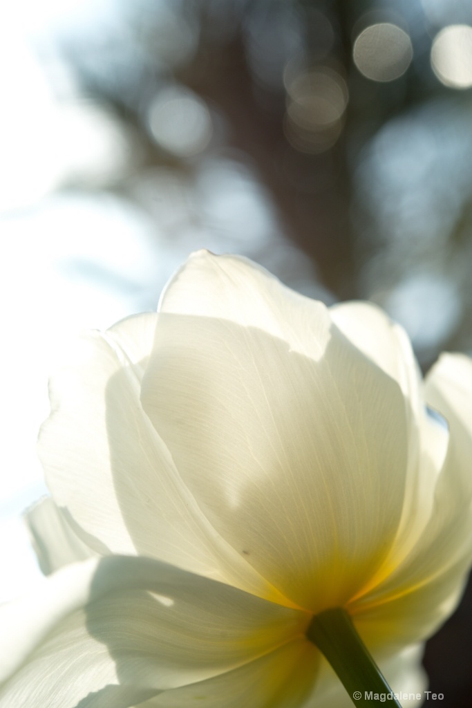 White Tulip in High Key