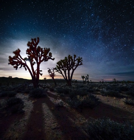 Moonset Over Joshua Trees