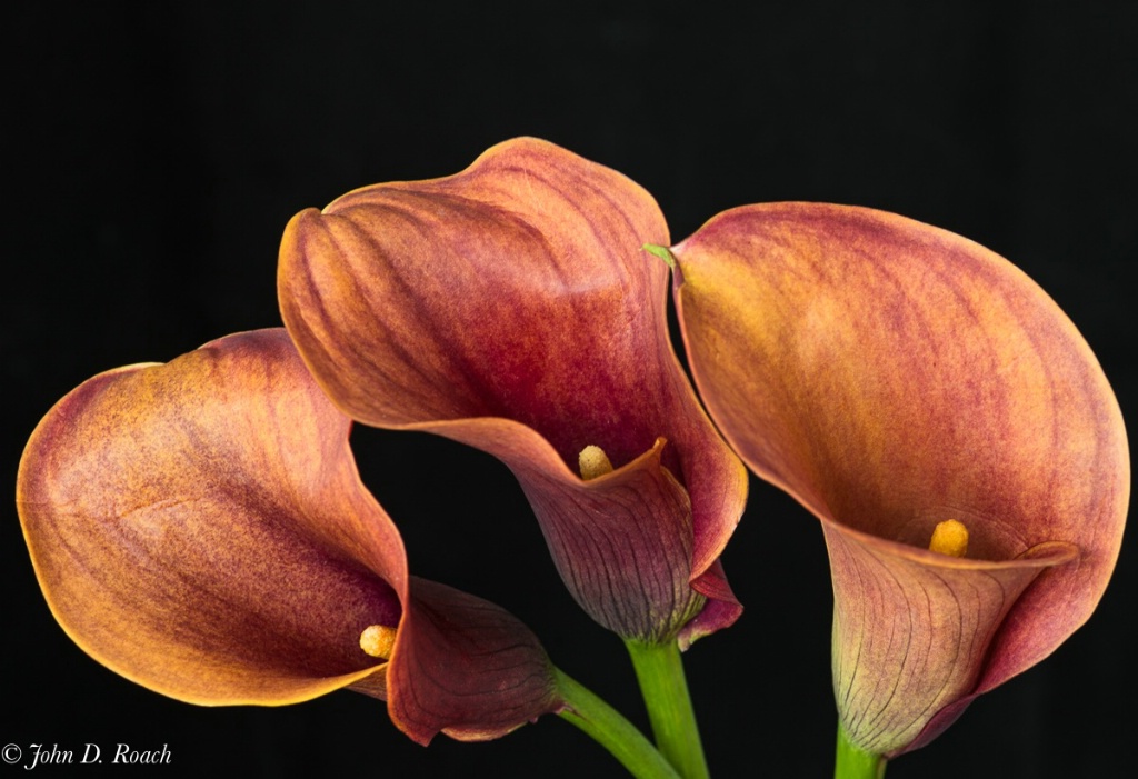 Three Calla Lilies