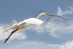 Nesting Material ...