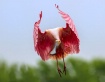 Spoonbill Landing