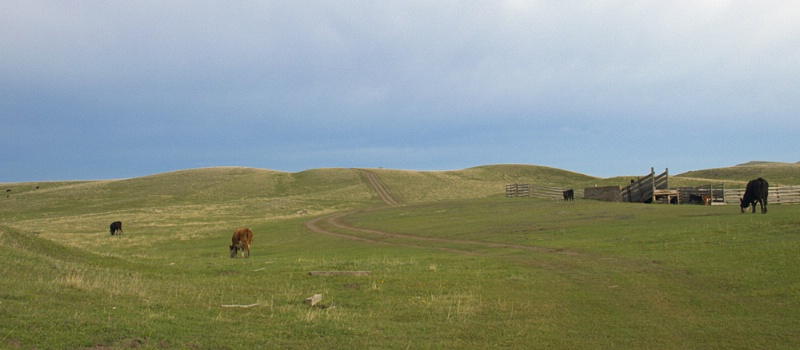 Cattle on the Range 