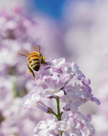 Honey Bee on Lilac 1