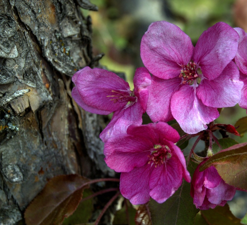 Ornamental Cherry Blossoms 