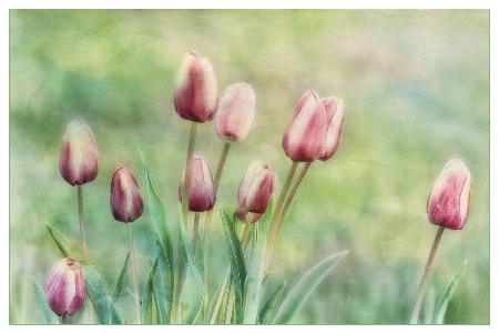 tulips in a row