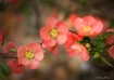Quince Blossom Ro...