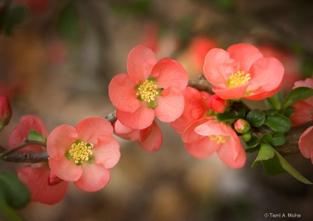 Quince Blossom Row