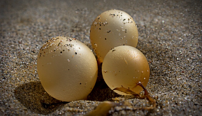 Golden seaside baubles