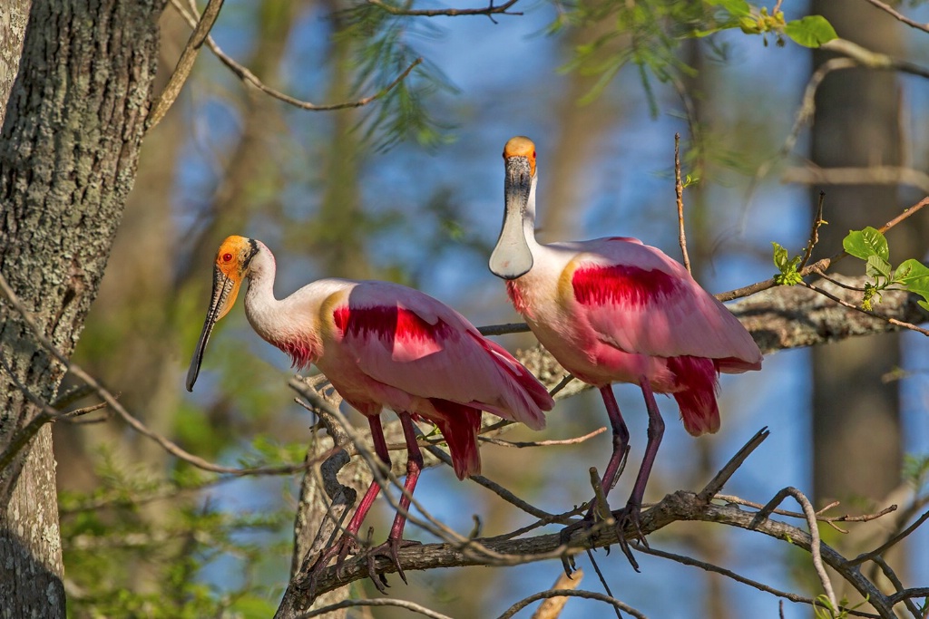 Roseate Spoonbills Starting a Nest - ID: 15128987 © Kenneth A. Wilson
