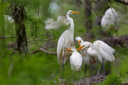 Mom with Three on the Nest