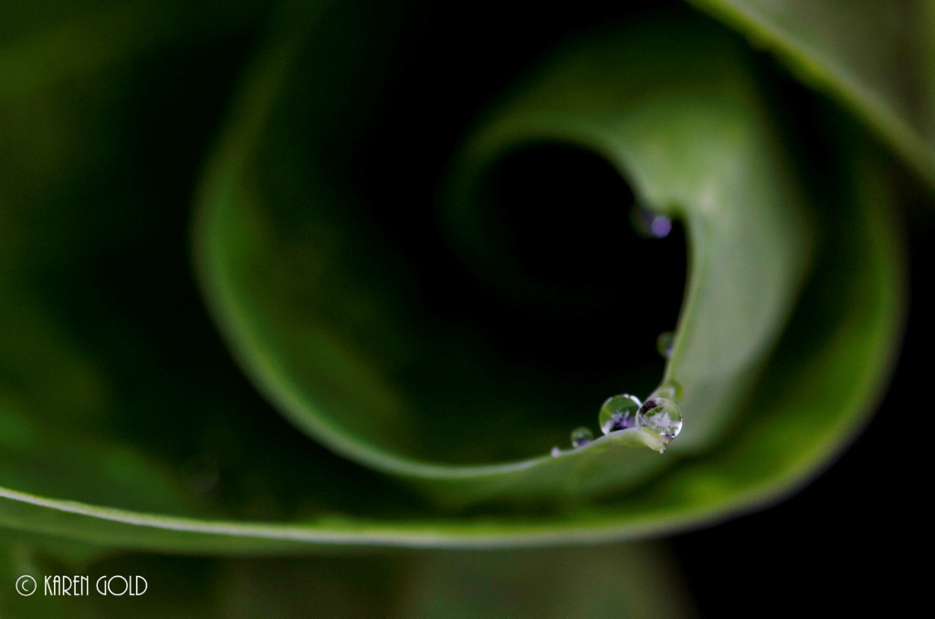 Hostas with Raindrops.