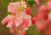 Spring Blossoms