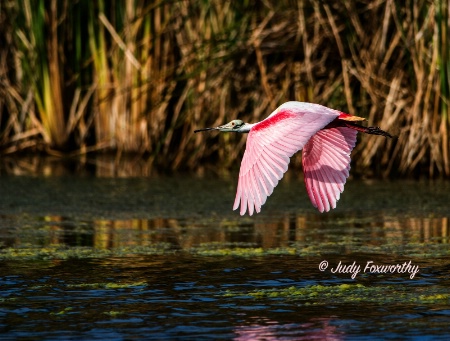 Roseate Spoonbill   