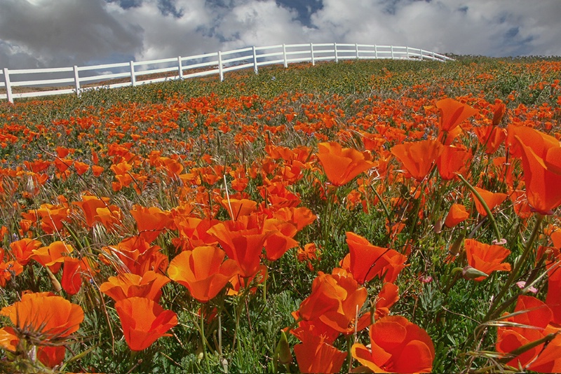 Poppy Field (for the forum)