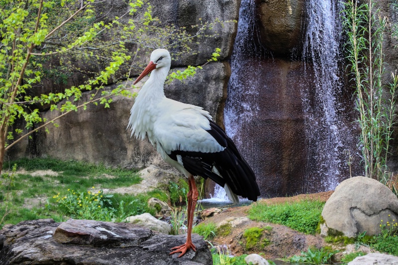 European White Stork