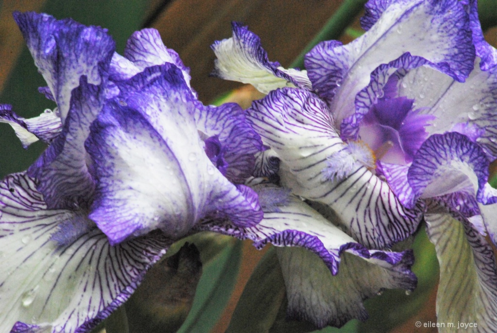 Close up twin irises
