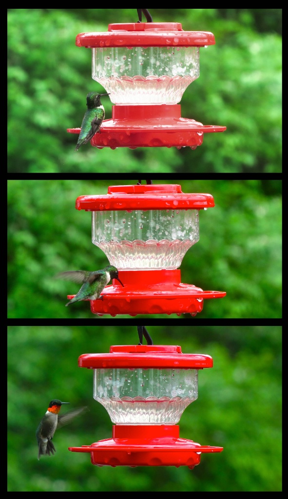Spring Return of Male Hummingbird