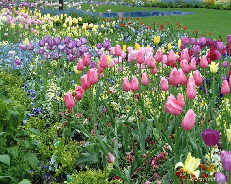 Tulip Garden, Salt Lake City, UT