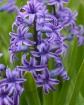 Hyacinth Hues