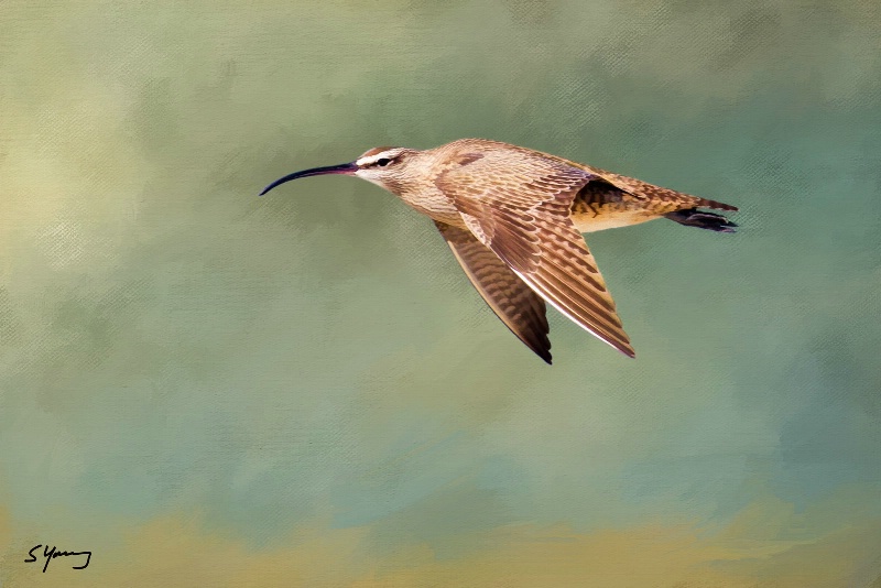 Whimbrel; Ft. DeSoto, FL - ID: 15129507 © Richard S. Young