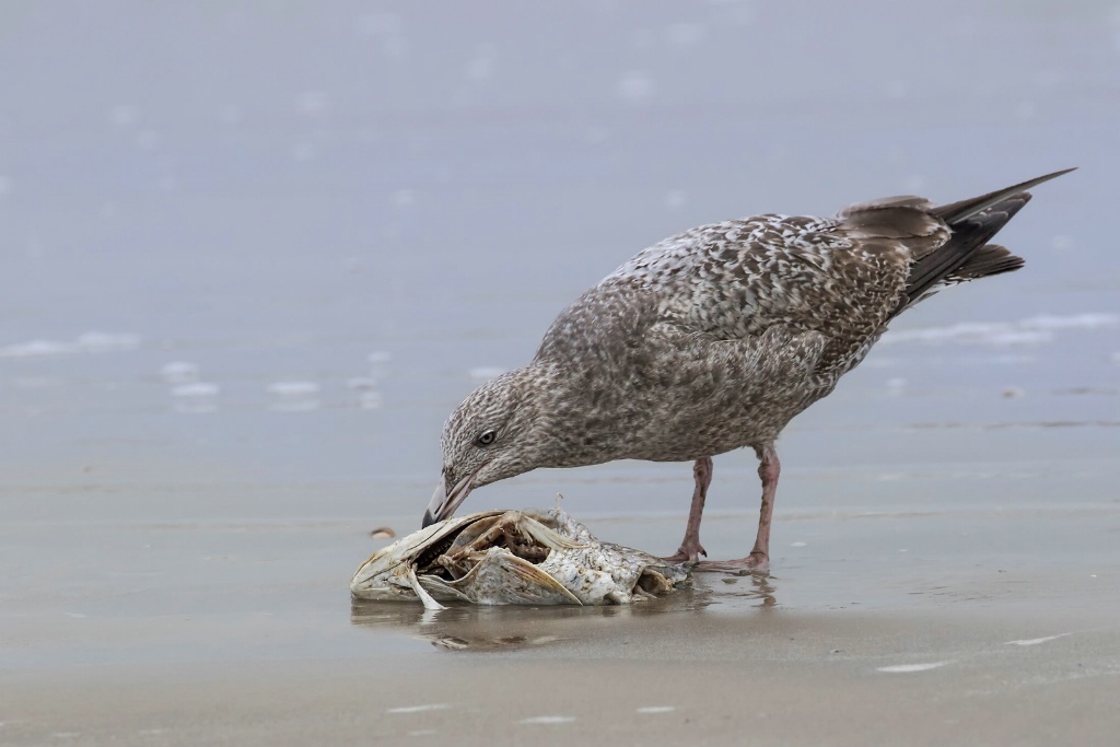 Herring Gull with Dinner