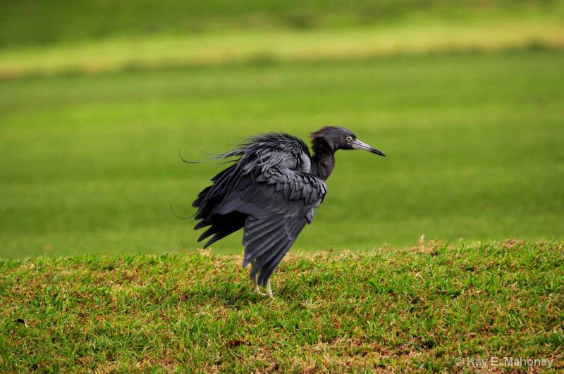 Little Blue Heron