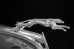Greyhound